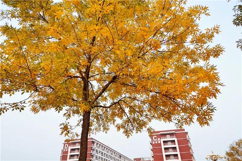 天津医科大学七所直属医院,天津医科大学独立学院是几本