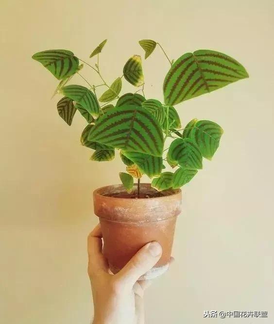 打翻了调色盘的花,打翻了调色盘的美景