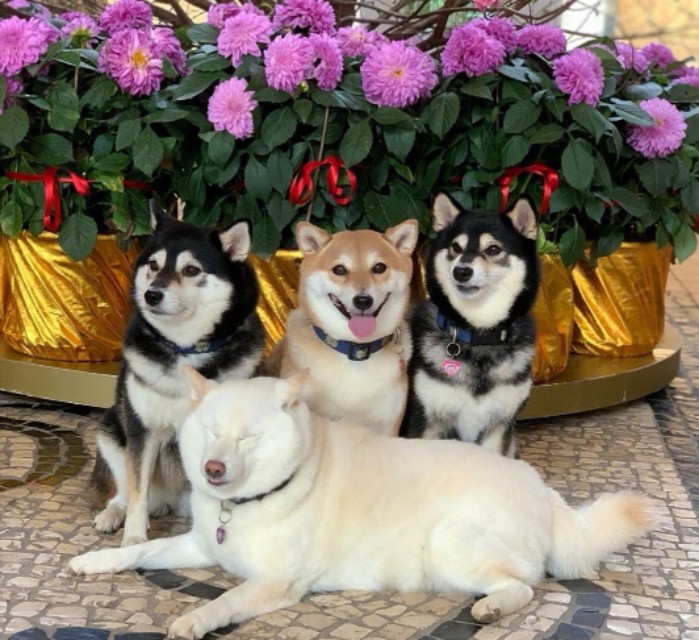 狗狗大喘气哼哧哼哧的怎么回事,狗狗老是大喘气是什么意思