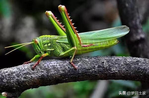 揭秘五种不能吃的街头小吃,全国各地黑暗小吃