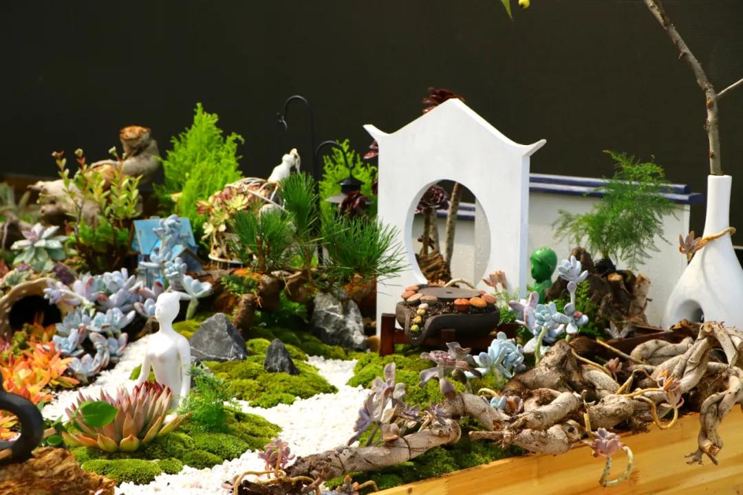 这个年销量上亿株多肉的县城，举办了首届多肉电商节