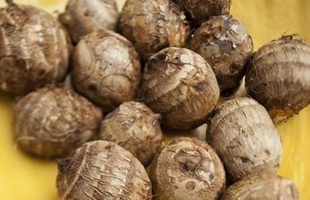 野生的大野芋为什么有毒,野芋中毒吃什么