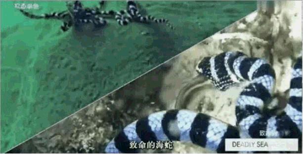 最聪明的动物是章鱼,世界上伪装最强的动物章鱼