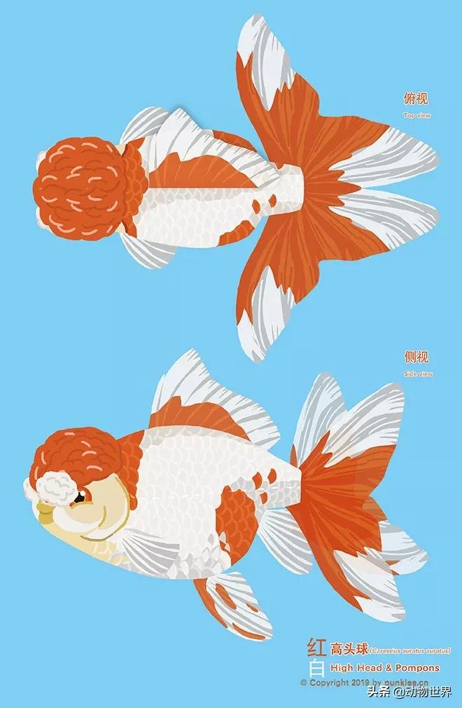 绒球金鱼品种图解,金鱼的品种图片大全大图