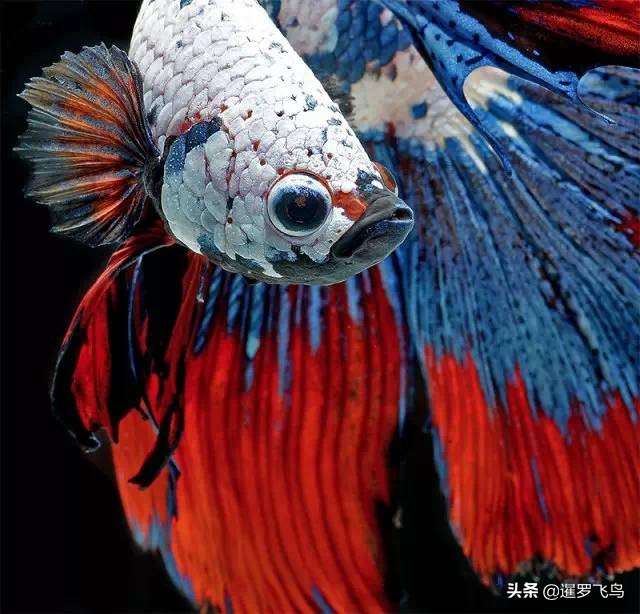 泰国宣布暹罗斗鱼为“国鱼”*旗国**鱼身价百倍