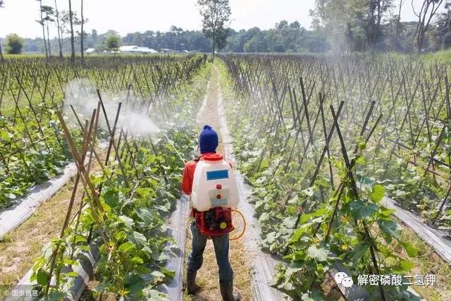 叶面肥磷酸二氢钾如何使用 (叶面肥磷酸二氢钾使用方法用量)