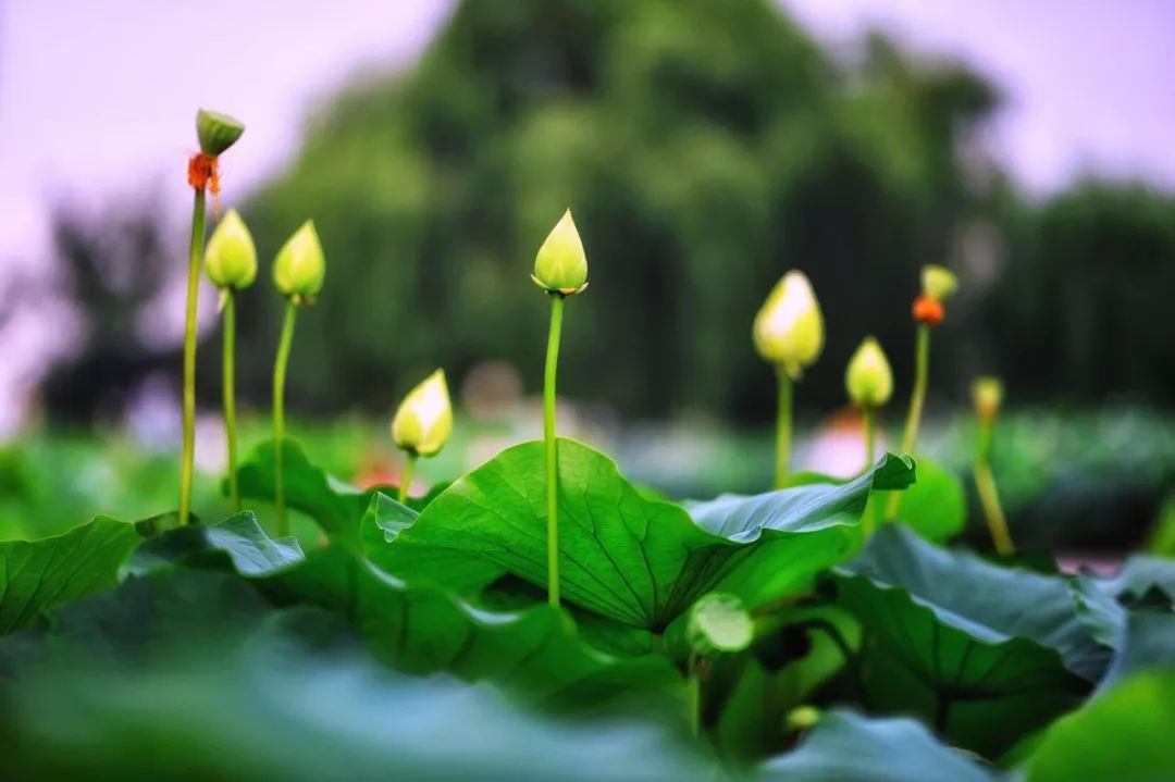 中国看日出最美的地方,中国最美的30个地方名单出炉