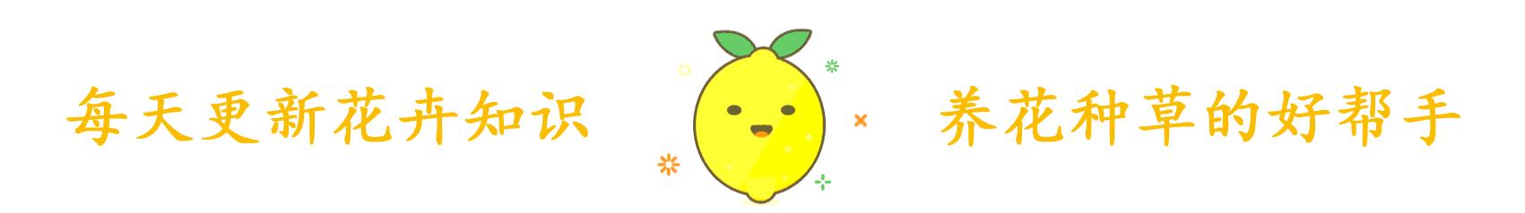 蔷薇花颜色多,爱攀爬,想养在院子里,需要做什么?