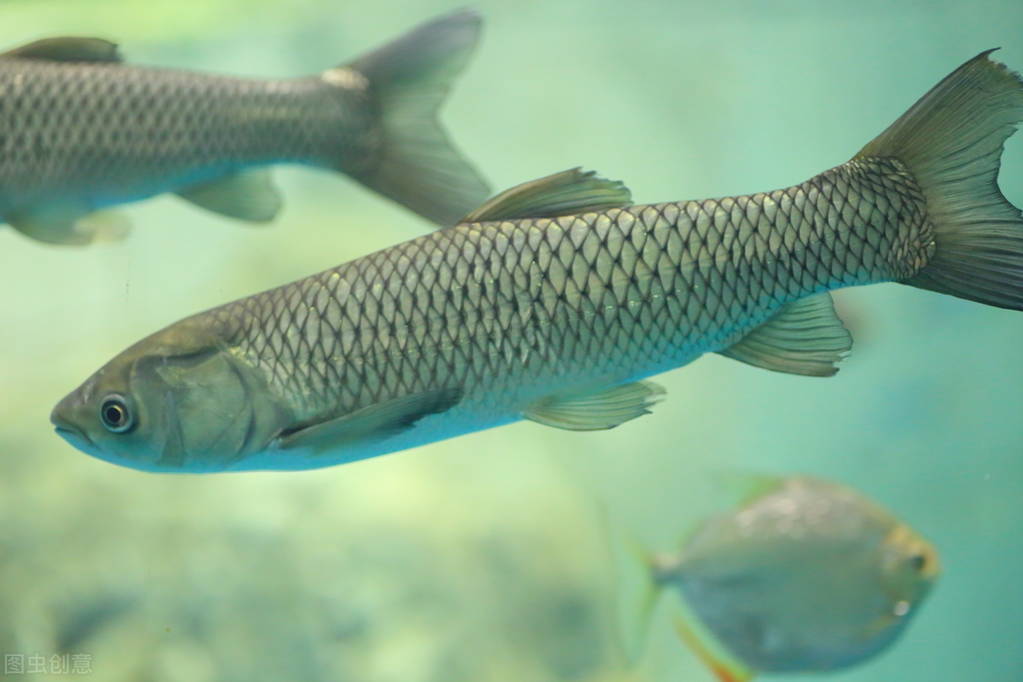 四大家鱼鲤鱼,我国的四大家鱼都是哪几个