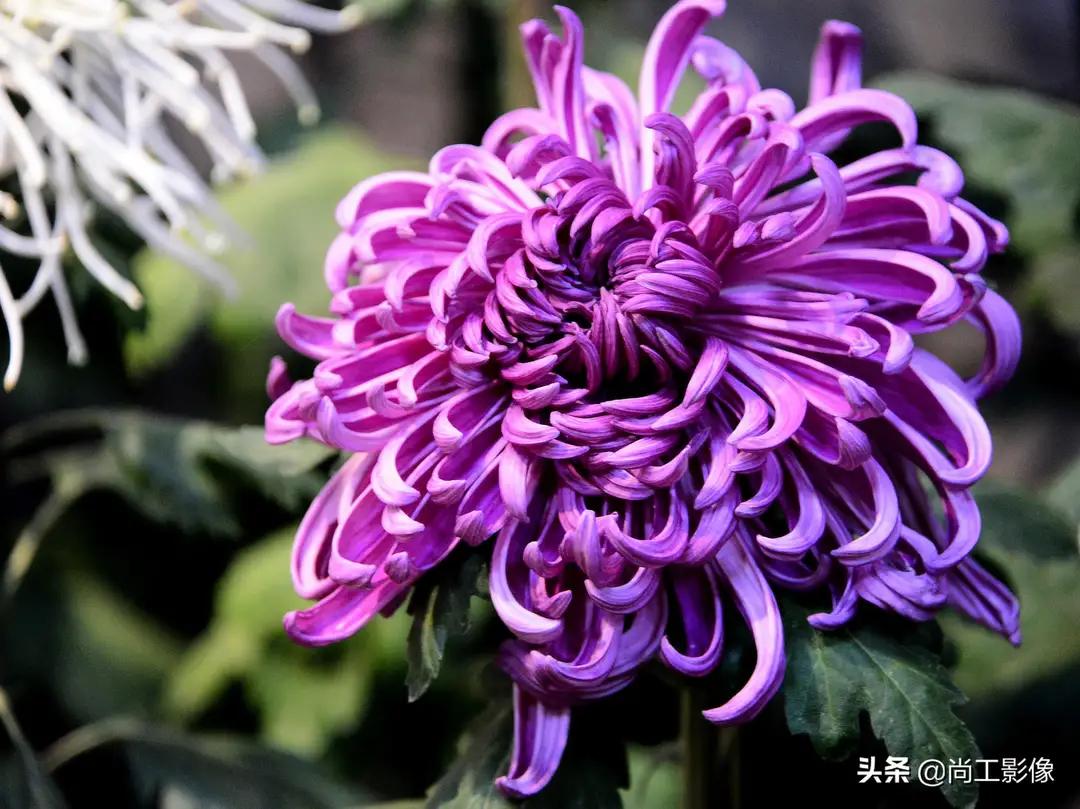 献给医生的赞歌朗诵,中国医学科学院肿瘤医院桓兴分院