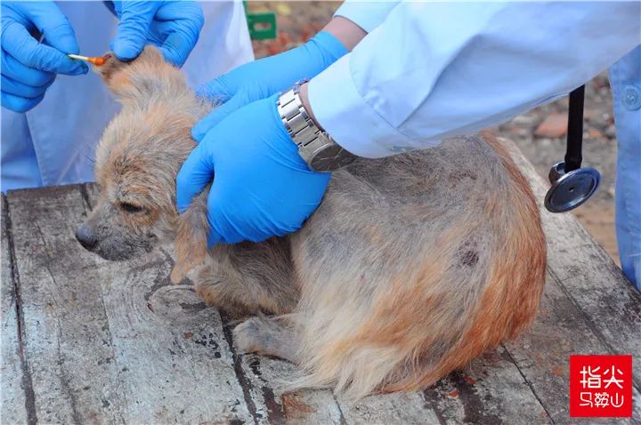 马鞍山流浪狗救助中心在哪里,曝光流浪狗救助真相