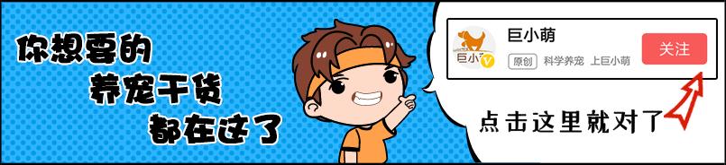 哈士奇太难养了,哈士奇难养吗