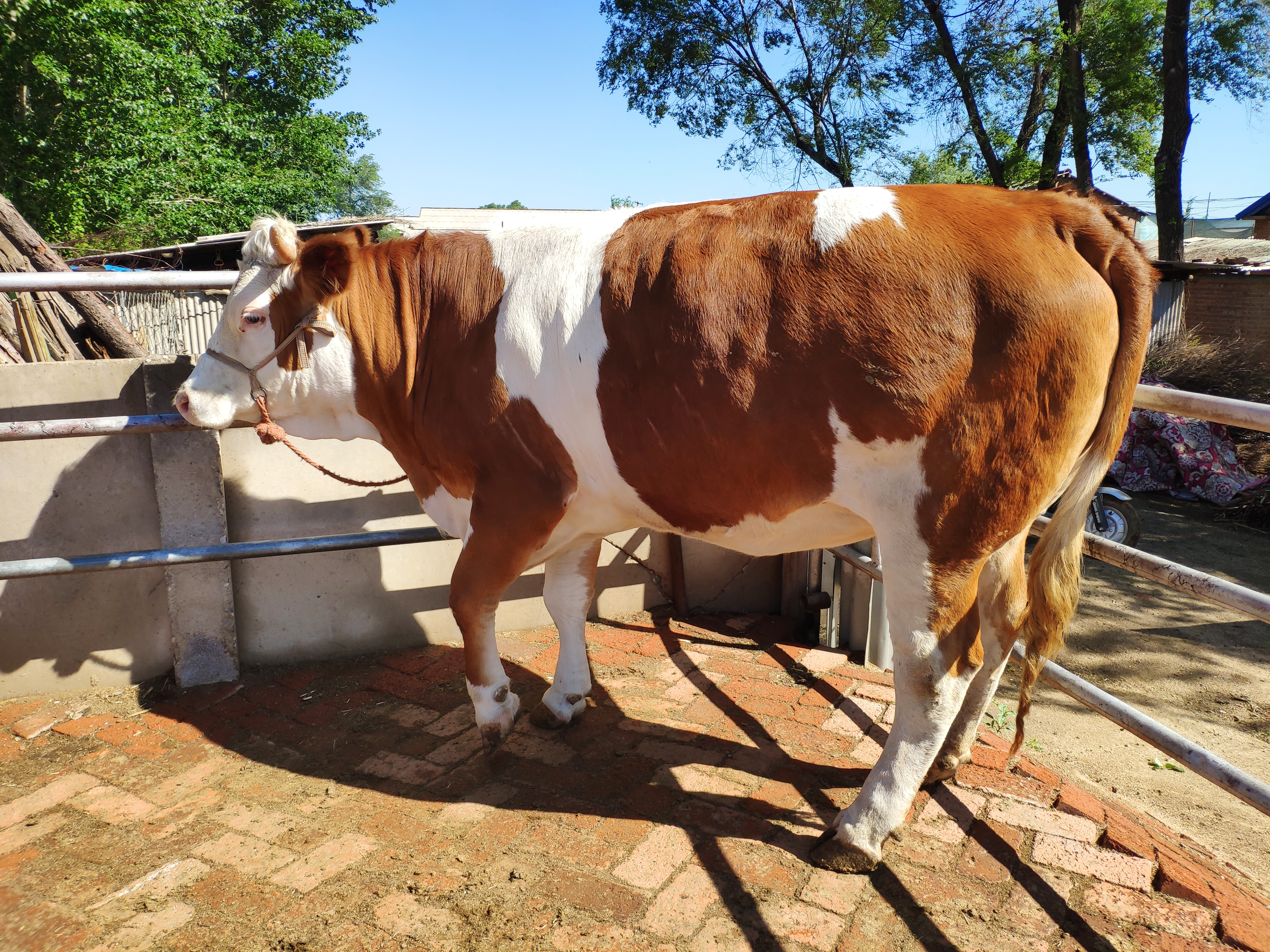 长途运输应激,运输抗应激有什么用