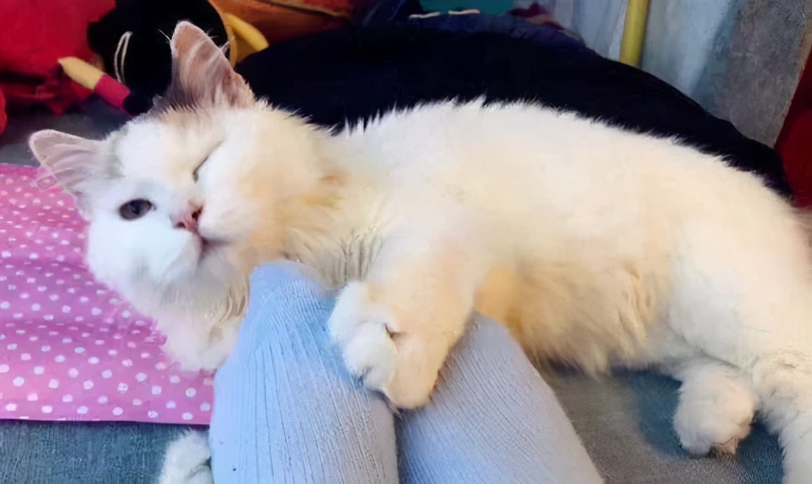 猫咪喜欢铲屎官是怎么回事,猫咪铲屎官要知道的知识