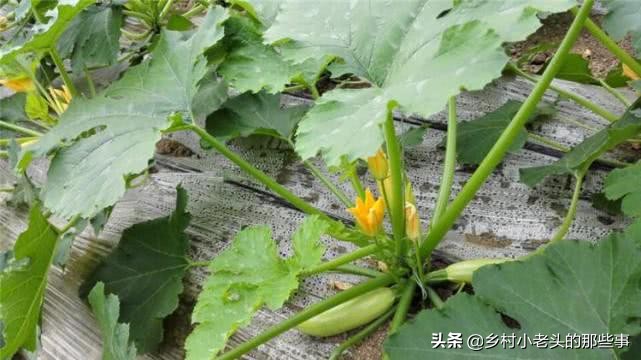 过期奶粉浇花的正确方法,过期的奶粉怎么用来种菜