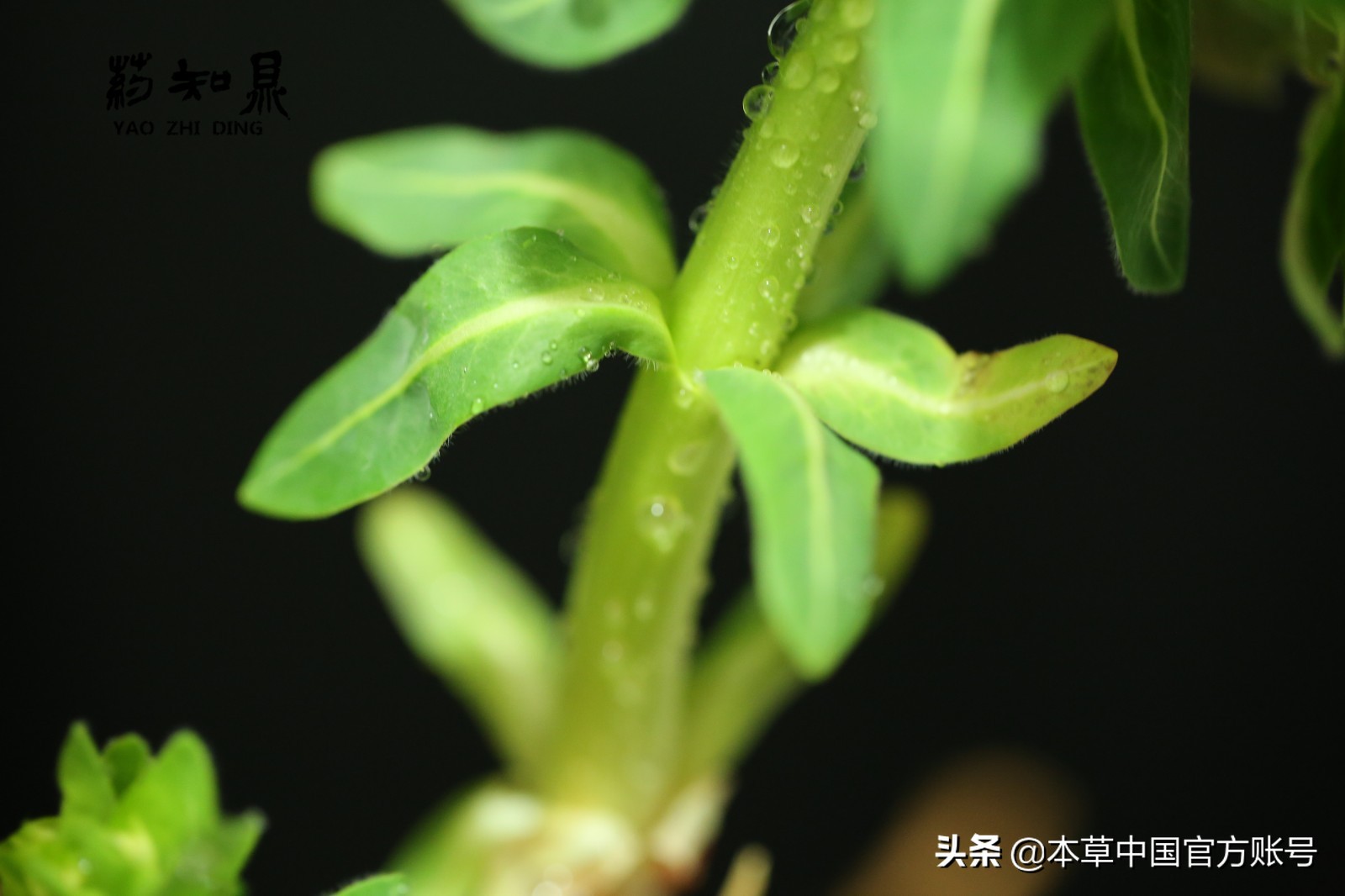 【本草百科·药知鼎——狼毒】花美却是恶毒之药，杀飞鸟走兽
