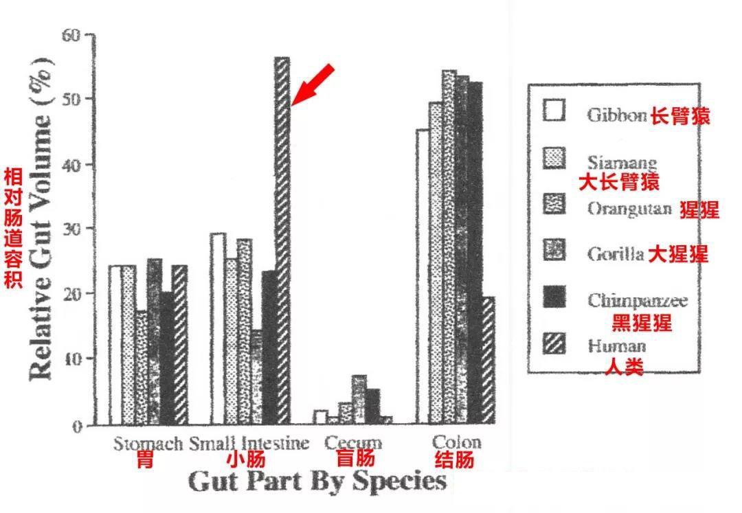 牛哪一个胃才是真正的胃,为什么牛有四个胃