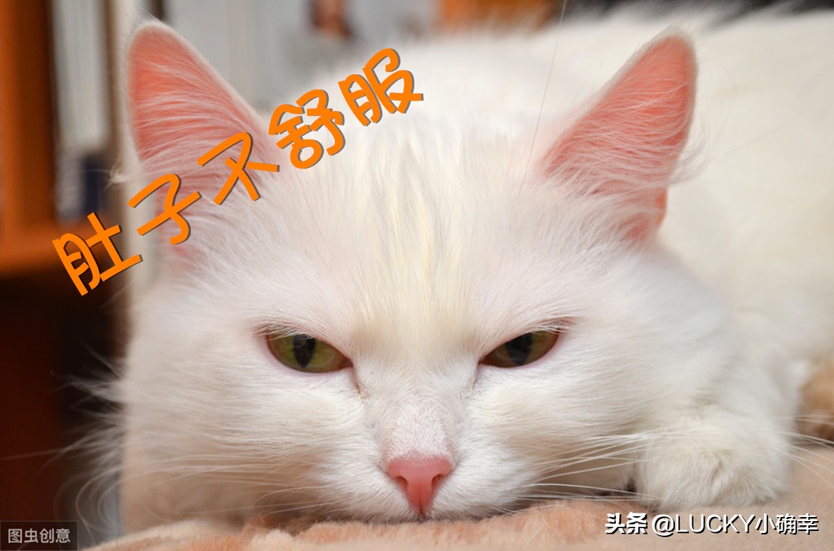 猫咪低产是什么原因,猫咪干货分享