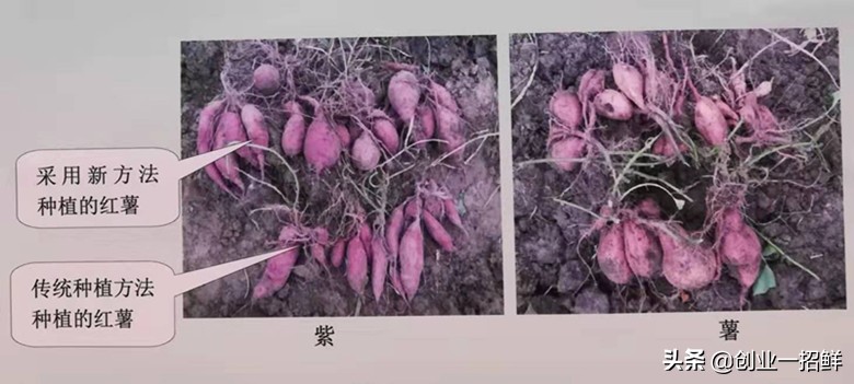 农村创业致富的好项目,农村近期靠什么致富创业