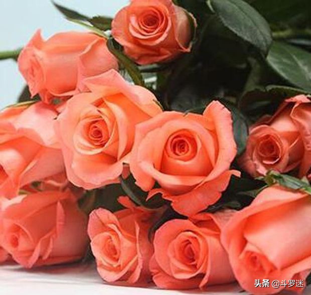 玫瑰花的寓意和作用,玫瑰花的寓意和风水