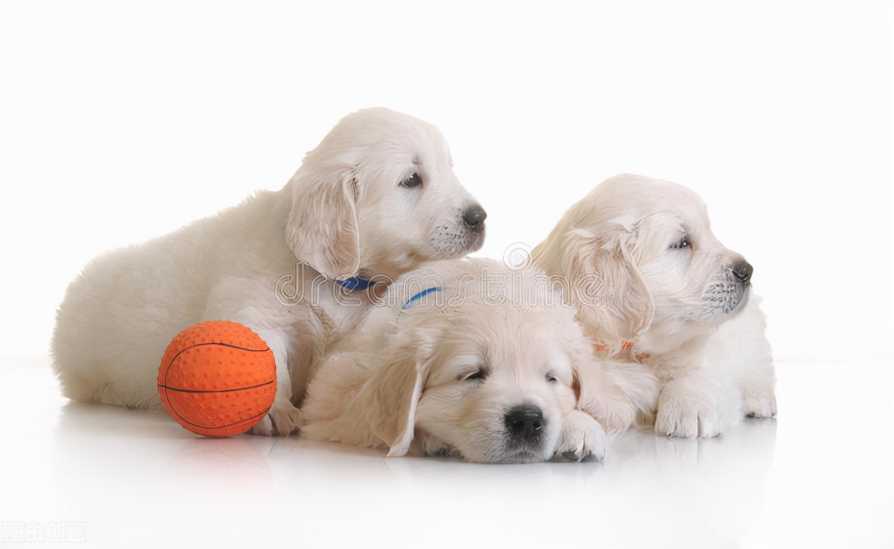 如何解决狗狗的分离焦虑,分离焦虑狗狗