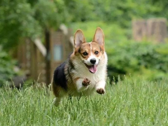 狗狗身上的跳蚤怎么去除最快方法,狗狗驱虫了为啥还是有跳蚤