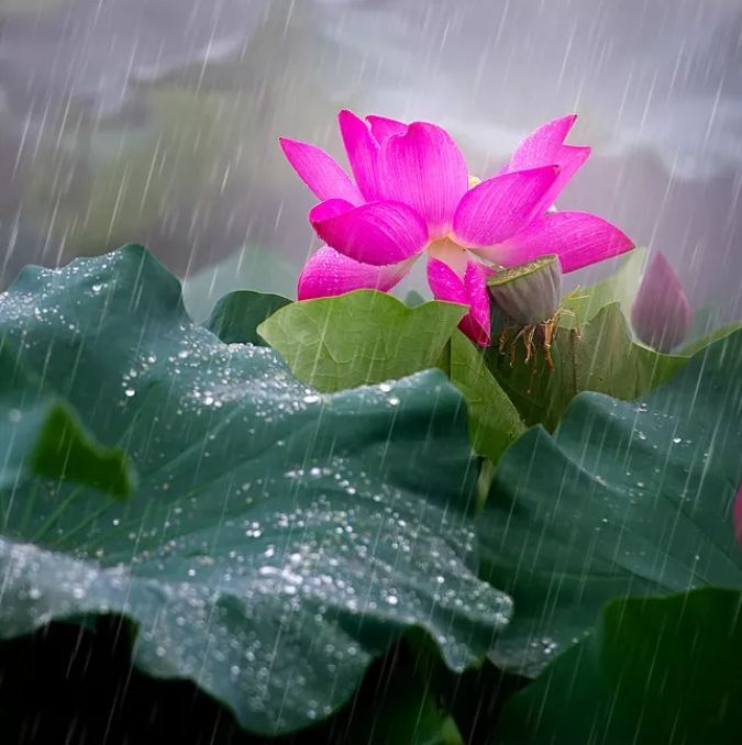 相逢在藕花深处的诗句,藕花深处等一场相逢