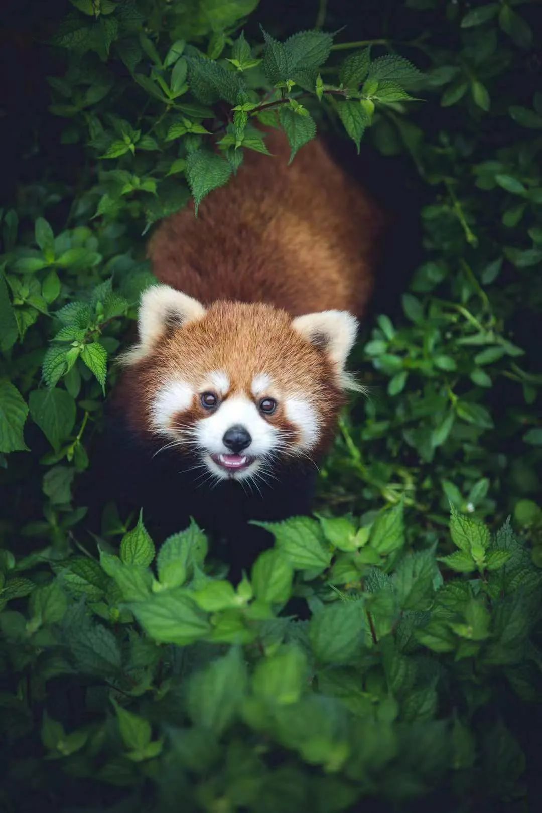 2017年九寨沟地震视频,地震前的九寨沟人间仙境