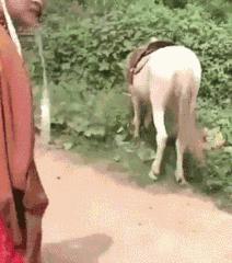 鹿骨手串制作过程,马骨手串做法