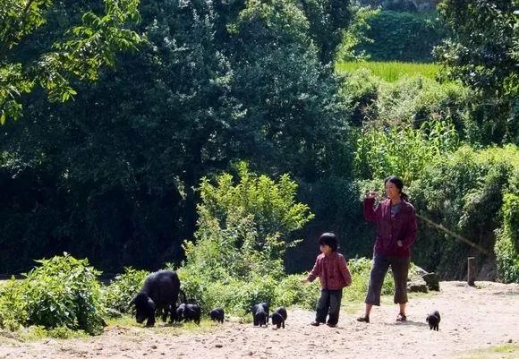 苗圃樱桃最后怎么死的,苗圃樱桃解读