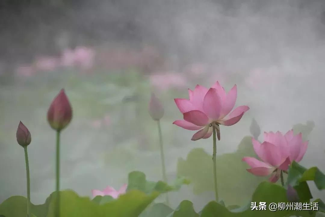 柳州哪里有免费花海,柳州花海紫荆花真实视频