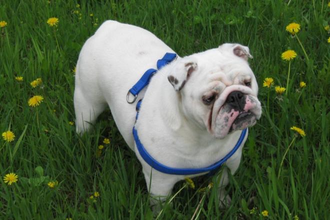 身上很臭的狗叫什么,狗狗身上异味重是怎么回事