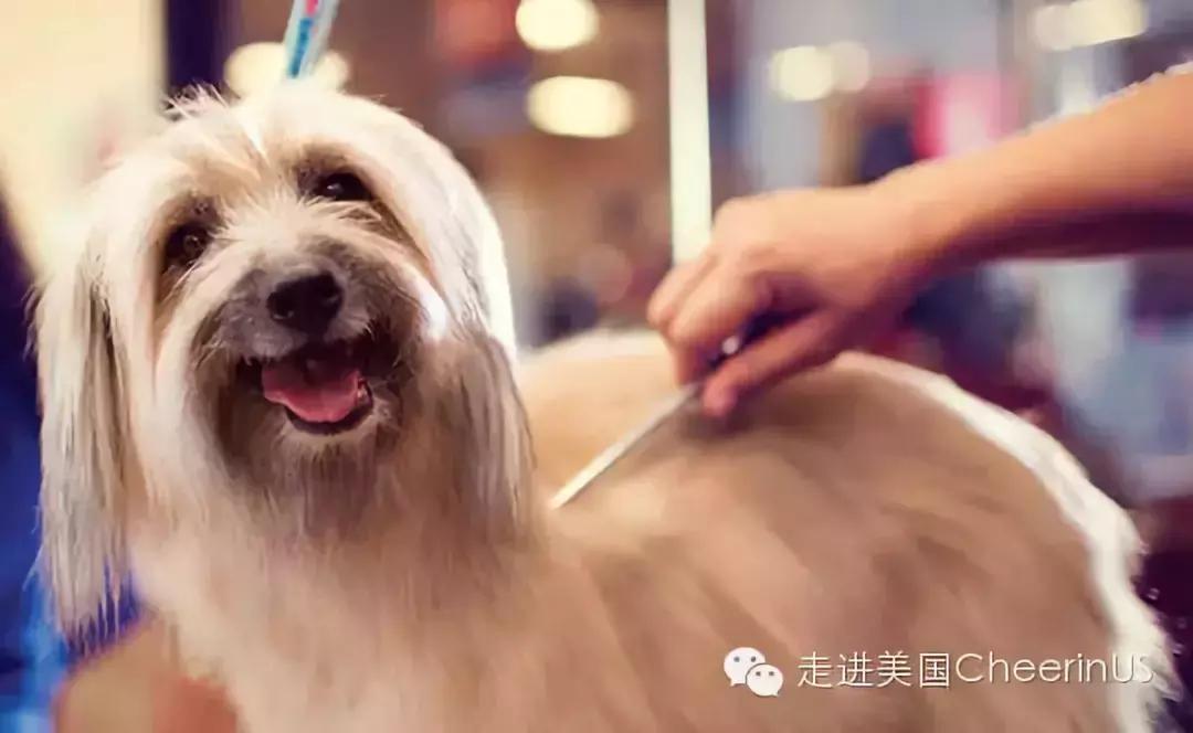 美国家庭都养什么犬,美国人喜欢养什么猛犬