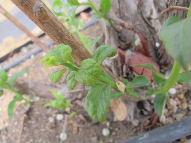 蓝莓园害虫的症状和防治,蓝莓地下害虫蛴螬防治