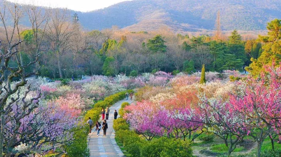 闻香寻梅最新图片,闻香寻梅最新视频