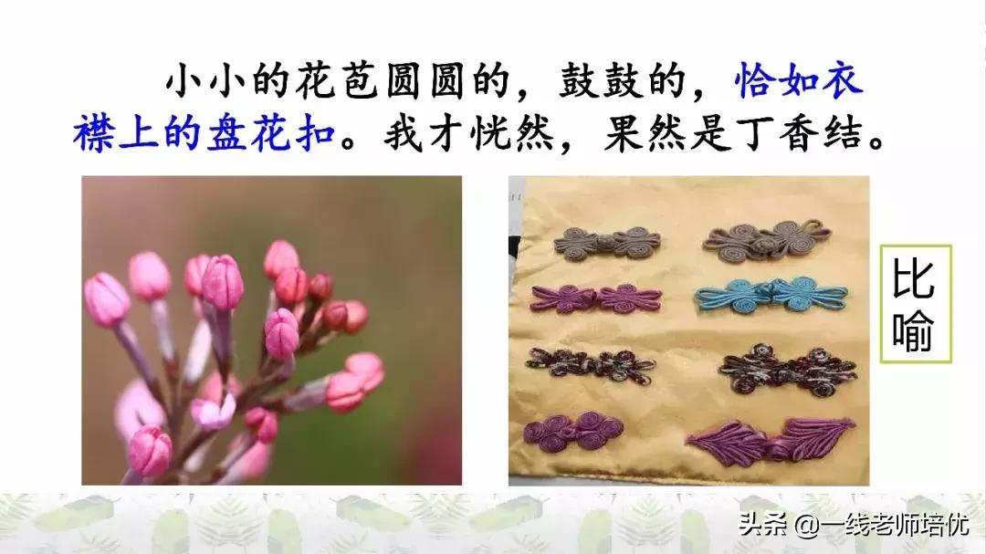 六年级上册第二课丁香结知识点,部编版六年级上册语文丁香结预习