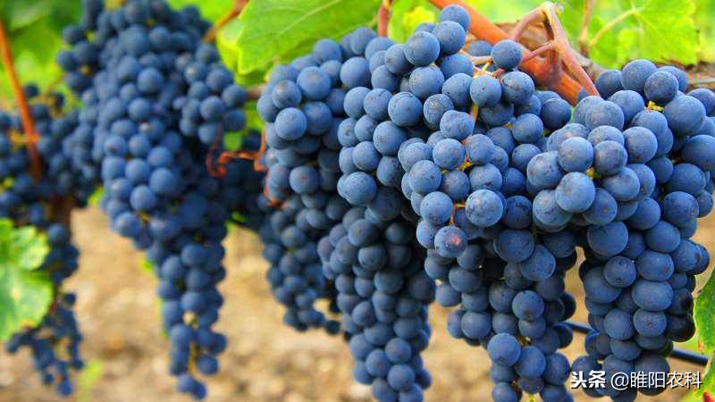 坐果药是生长素加细胞分裂素吗,好用的膨果药