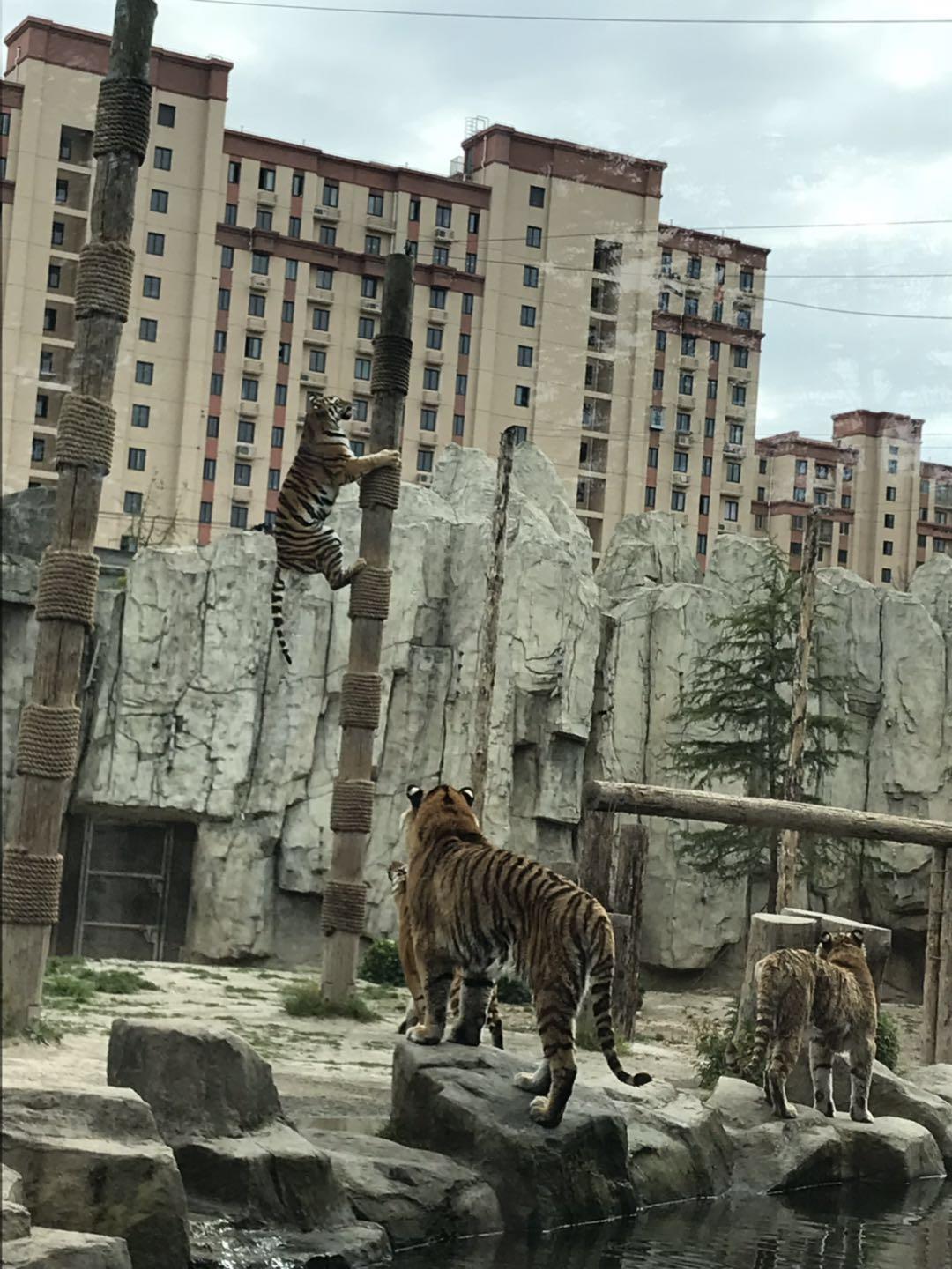 上海野生动物园太阳广场节目安排,上海野生动物园建议游玩时间
