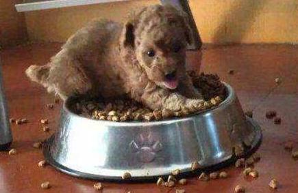 泰迪犬吃太咸会导致这5个后果,泰迪犬吃太咸会怎么样