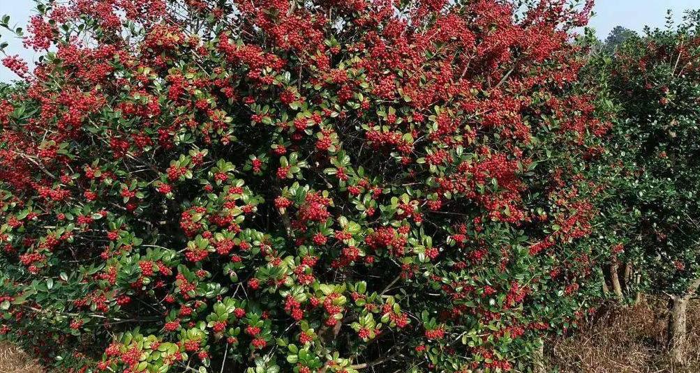 种植名贵树致富经全集,树木种植致富好机会