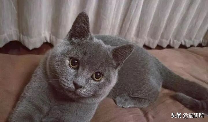 猫咪航空托运全面解析铲屎官必看,八大航空公司对于托运猫咪要求