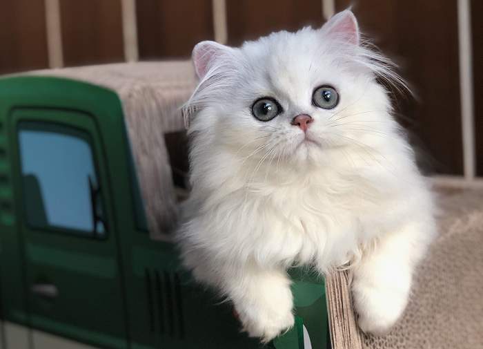 金吉拉猫拉肚子吐毛球,金吉拉拉稀什么病