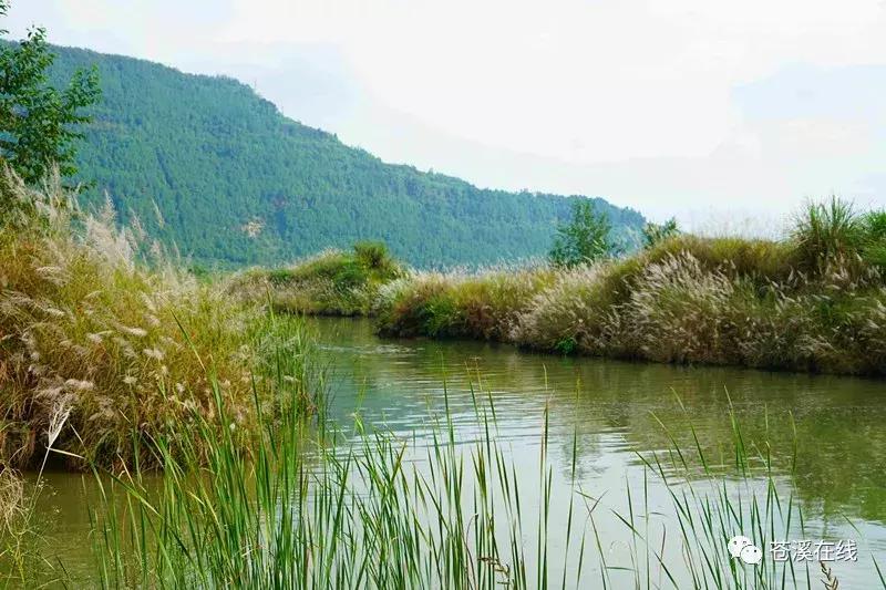 苍溪湿地公园有什么,苍溪最新湿地公园