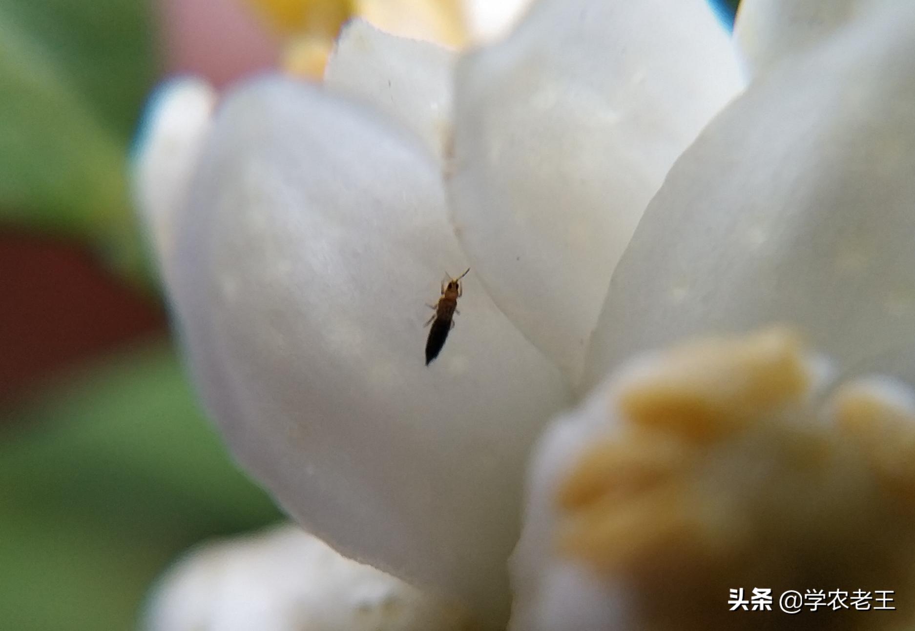 蓟马咬了用什么药效果最好,蓟马咬过的花怎么救