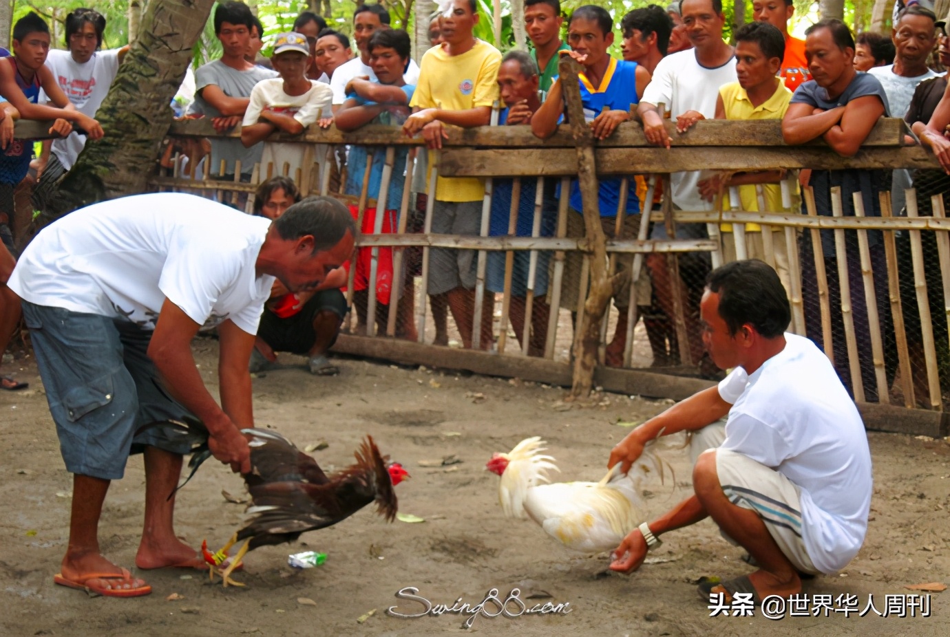 菲律宾斗鸡带刀杀死主人,一警察被公鸡刺死