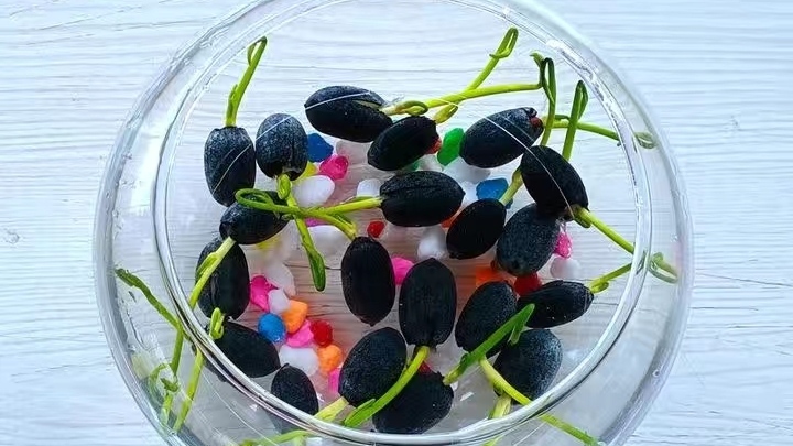 永恒等待、梦中的恋人一一碗莲