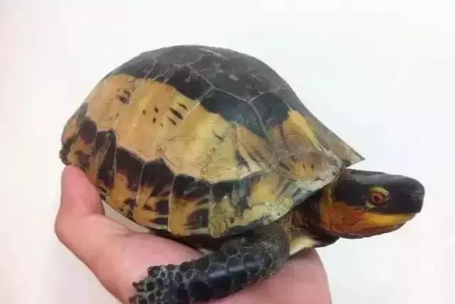 三线闭壳龟和潘氏闭壳龟区别,金头闭壳龟和三线闭壳龟同池