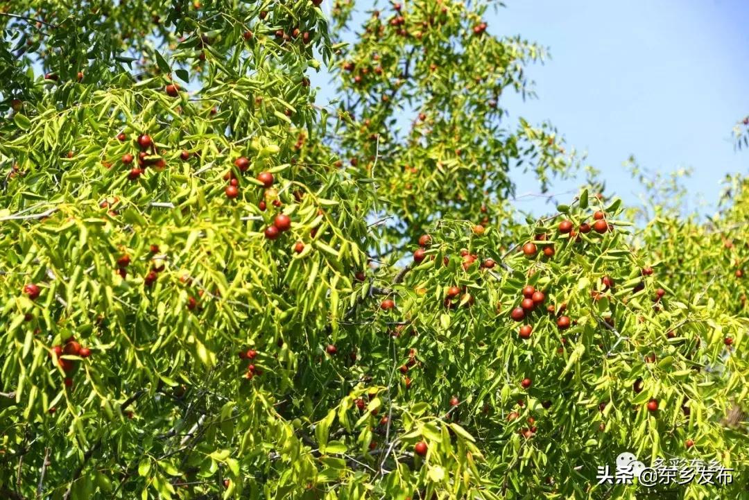 东乡县唐汪镇杏花果脯厂,临夏东乡唐汪镇
