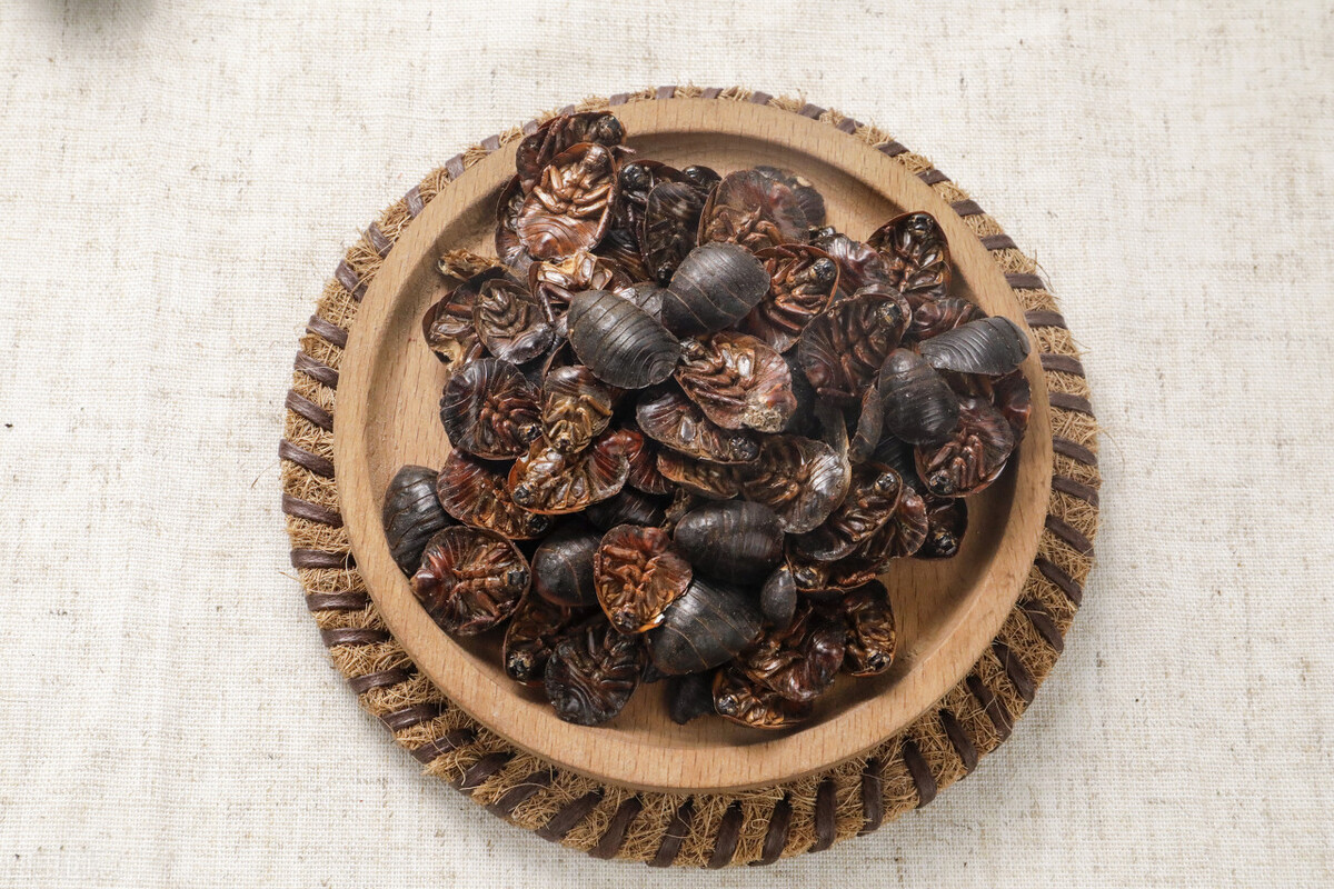 身披铠甲的土肥圆,土鳖不是形容词,而是餐桌上100一斤的美食