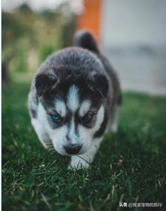 去哪买哈士奇幼犬,在哪里买哈士奇最好